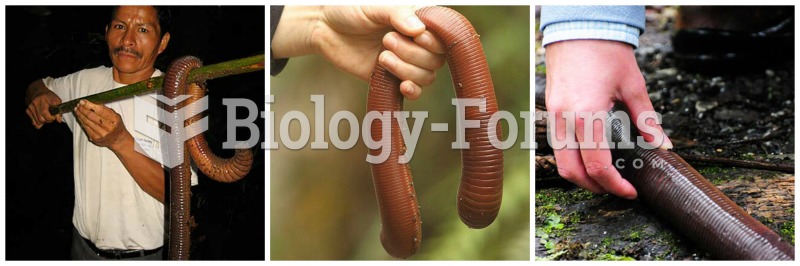 Giant African Earthworm