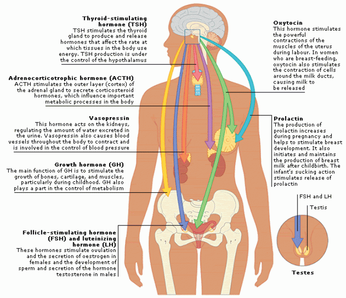 Pituitary gland function