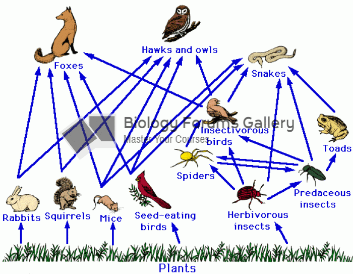 Prairie food web
