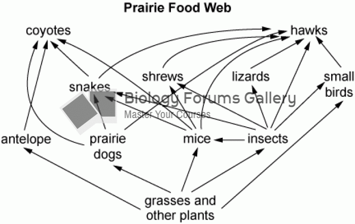 Prairie food web