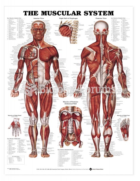 Anatomical Charts Muscular System