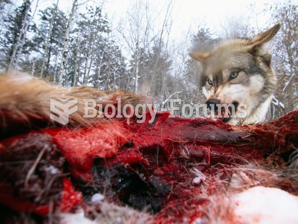 Gray Wolf With Carcass