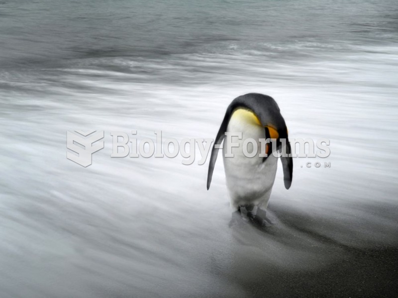 Penguin, South Georgia Island