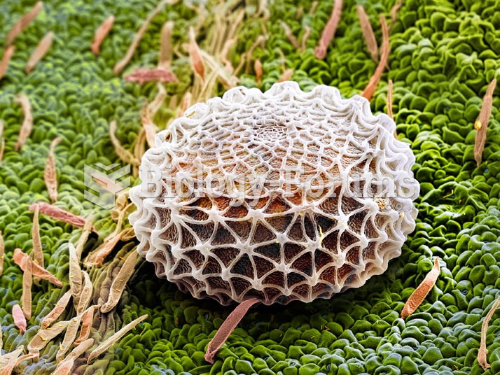 Adonis blue butterfly egg