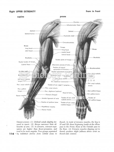 Muscles of the upper right Extremity