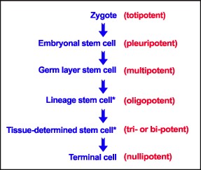 Stem cells in late development
