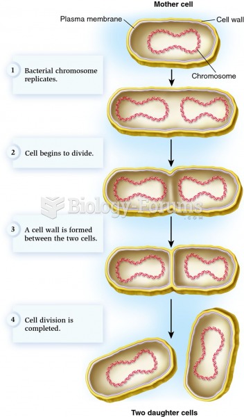 Bacterial cell division.