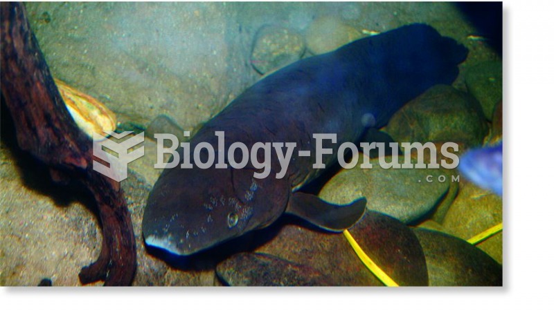 An Australian lungfish (Neoceratodus forsteri)