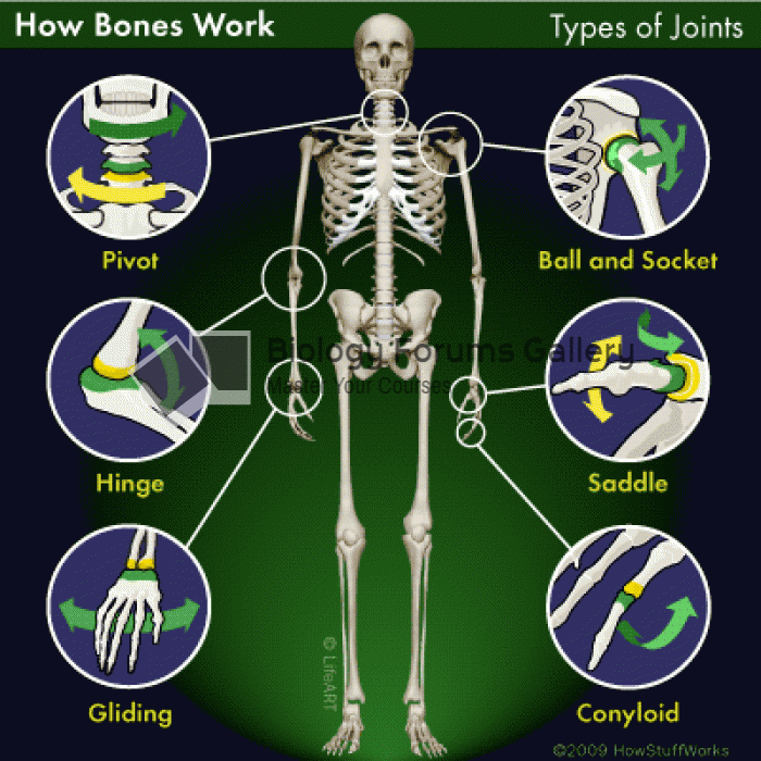 Bone joints
