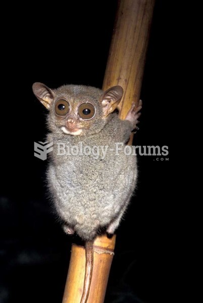 Philippine Tarsier (Tarsius syrichta), Philippine Islands, a threatened species. 