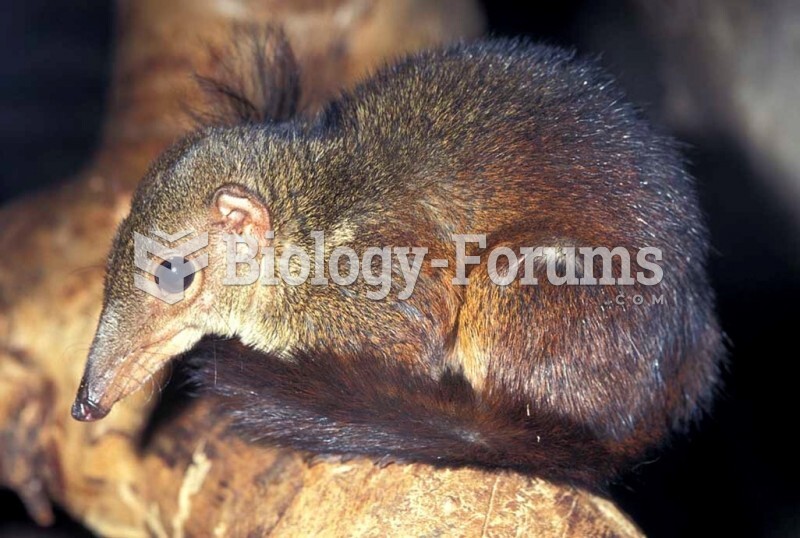 Greater Long-nosed Tree Shrew (Tupaia tana), Borneo and Sumatra. 