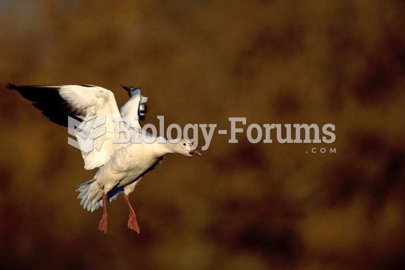 A Snow Goose in flight. 