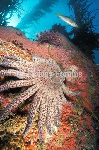 Sunflower Sea Star, California. 