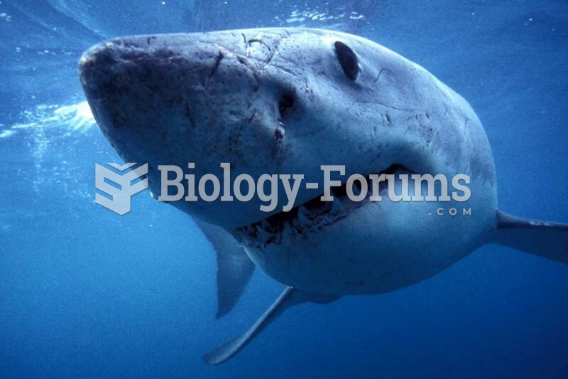 Great White Shark (Carcharodon carcharias). 