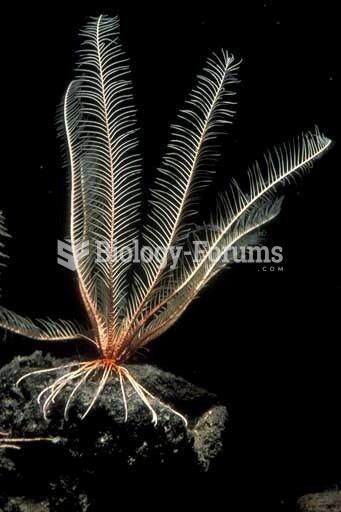 Florometra Crinoid  or Feather Star, Phylum Echinodermata. Monterey Canyon, California. 