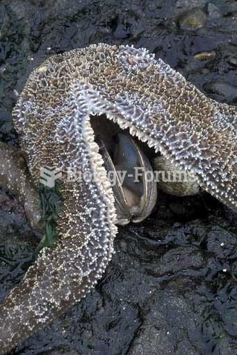 Mottled Sea Star (Evasterias troschelii) eating a clam,  Alaska.