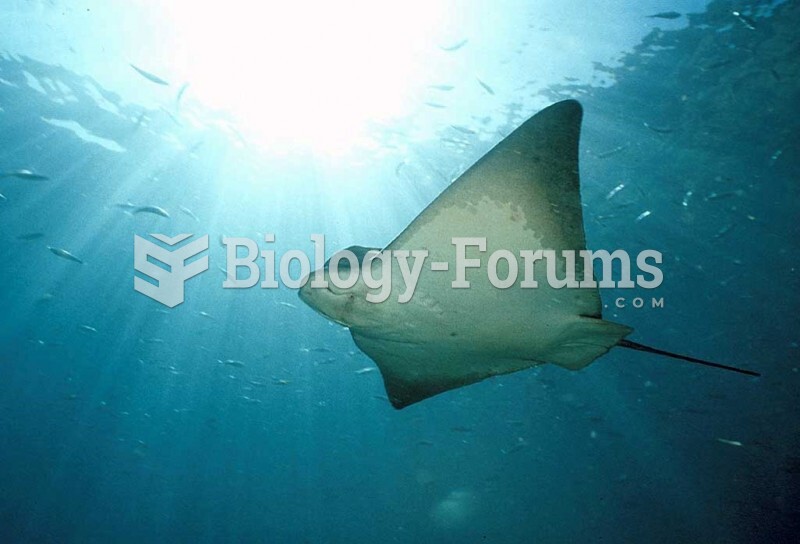 A Bat Ray cruising through the water column below the "sunburst." Bat Rays are types of ...