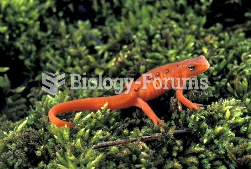 Red Spotted Newt (Notophthalmus v. viridescens), New Hampshire state animal. 