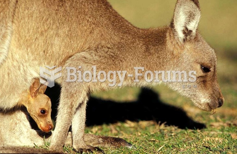 A mother Eastern Grey Kangaroo (Macropus giganteus) with her joey feeds in Murramarang National Park