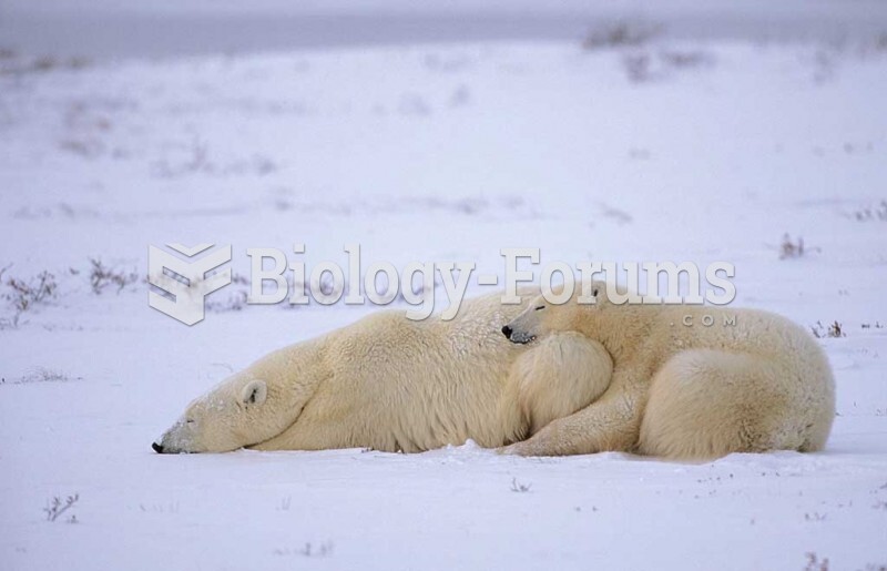 Polar Bear (Ursus maritimus) mother with cub in snow. Churchill, Canada. 