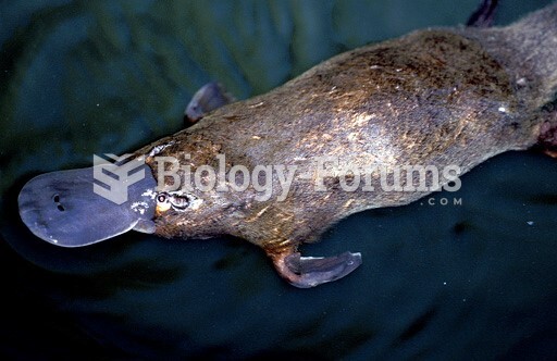 A Platypus swimming in Broken River, Eungella National Park, Queensland, Australia. 
