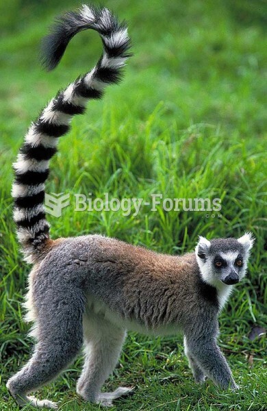 Ring-tailed lemur. 