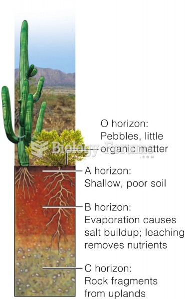 Desert soil profile
