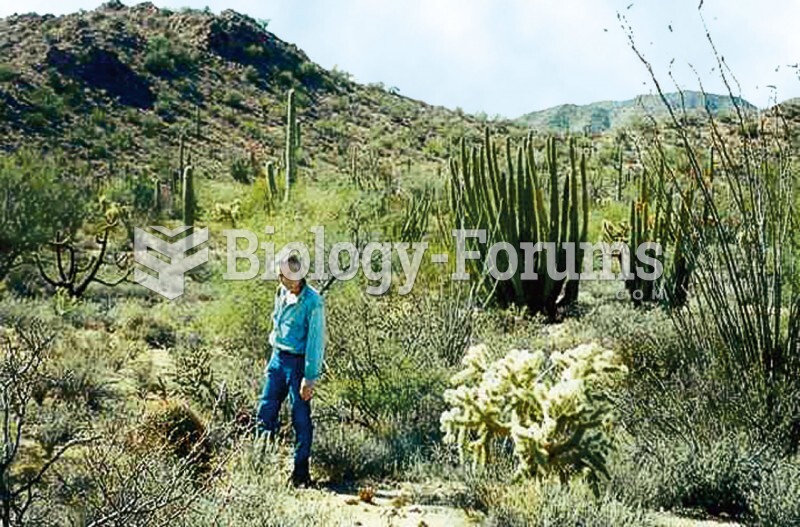 Vegetation in Arizona’s Sonoran Desert