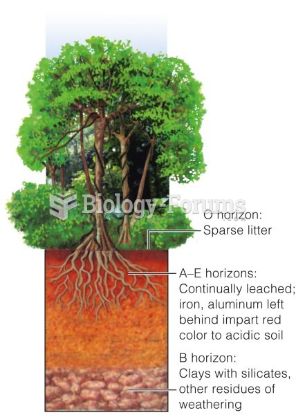 Tropical rain forest soil profile