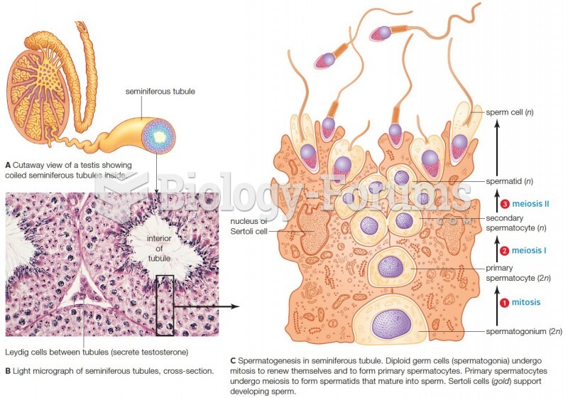 Where and how sperm form.