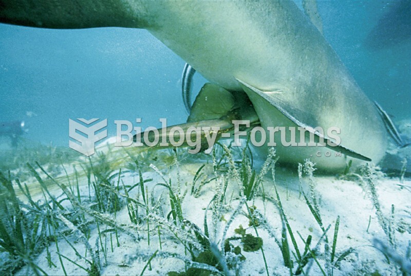 Lemon shark giving birth to young that recently hatched in her body. The young were nourished by egg