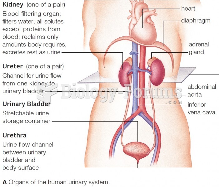 Human urinary system.