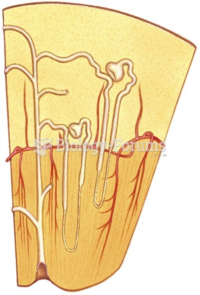 Orientation and structure of a nephron, the functional unit of the kidney. 