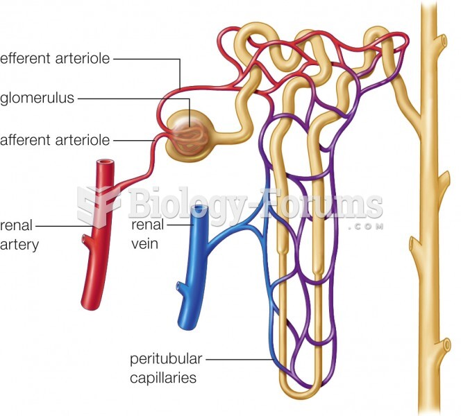 Blood vessels associated with the nephron. The glomerulusis a ball of capillaries that have unusuall