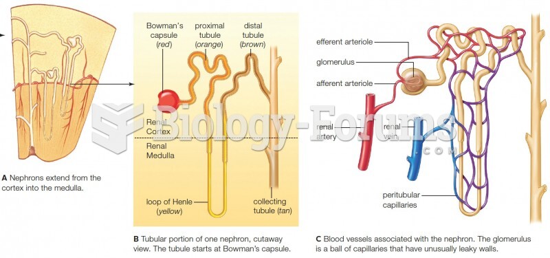 Orientation and structure of a nephron, the functional unit of the kidney. 