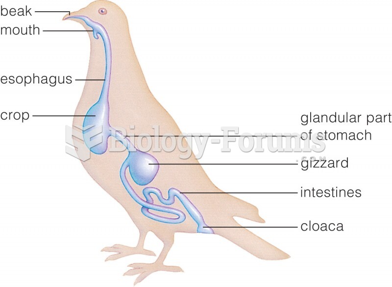 Complete Digestive System: Bird