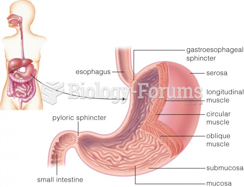 Location and structure of the stomach