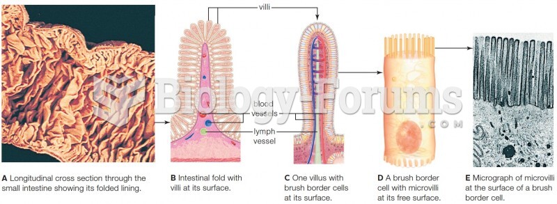 Structure of the small intestine. 