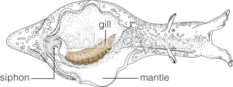Gill of the marine sea slug Aplysia, a mollusk