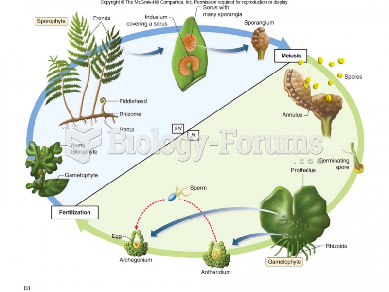 Fern Life Cycle