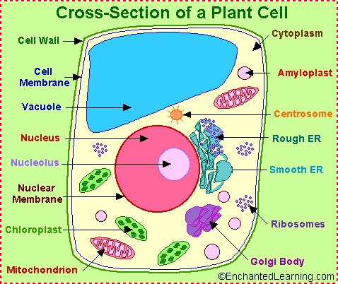 Plant Cell