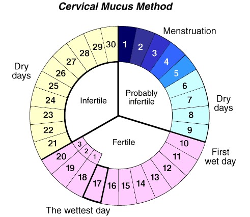 Menstrual Cycle