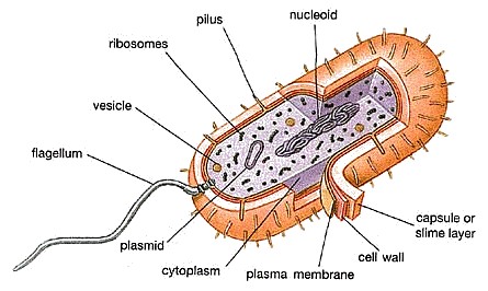 Bacteria Diagram