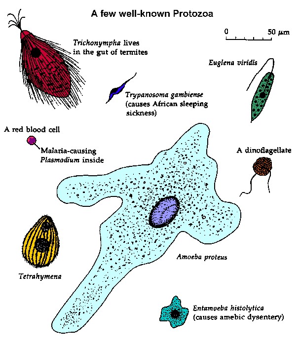 Cell