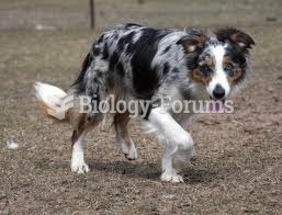 Border Collie