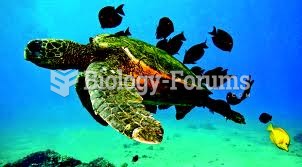 Sea Turtle