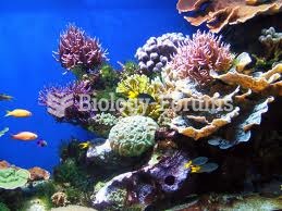 coral Reef