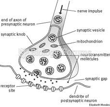 PhysioEx 9.0 Review Sheet Exercise 3