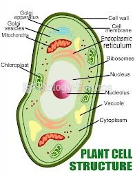 Cells Plant
