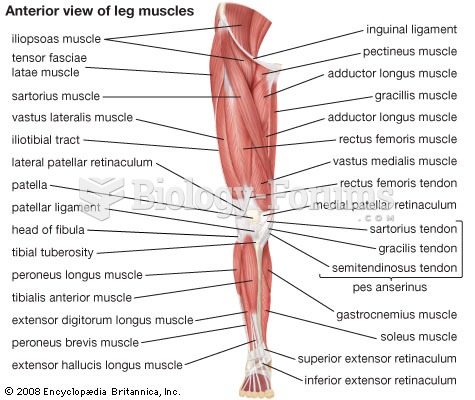 anatomy of leg muscle